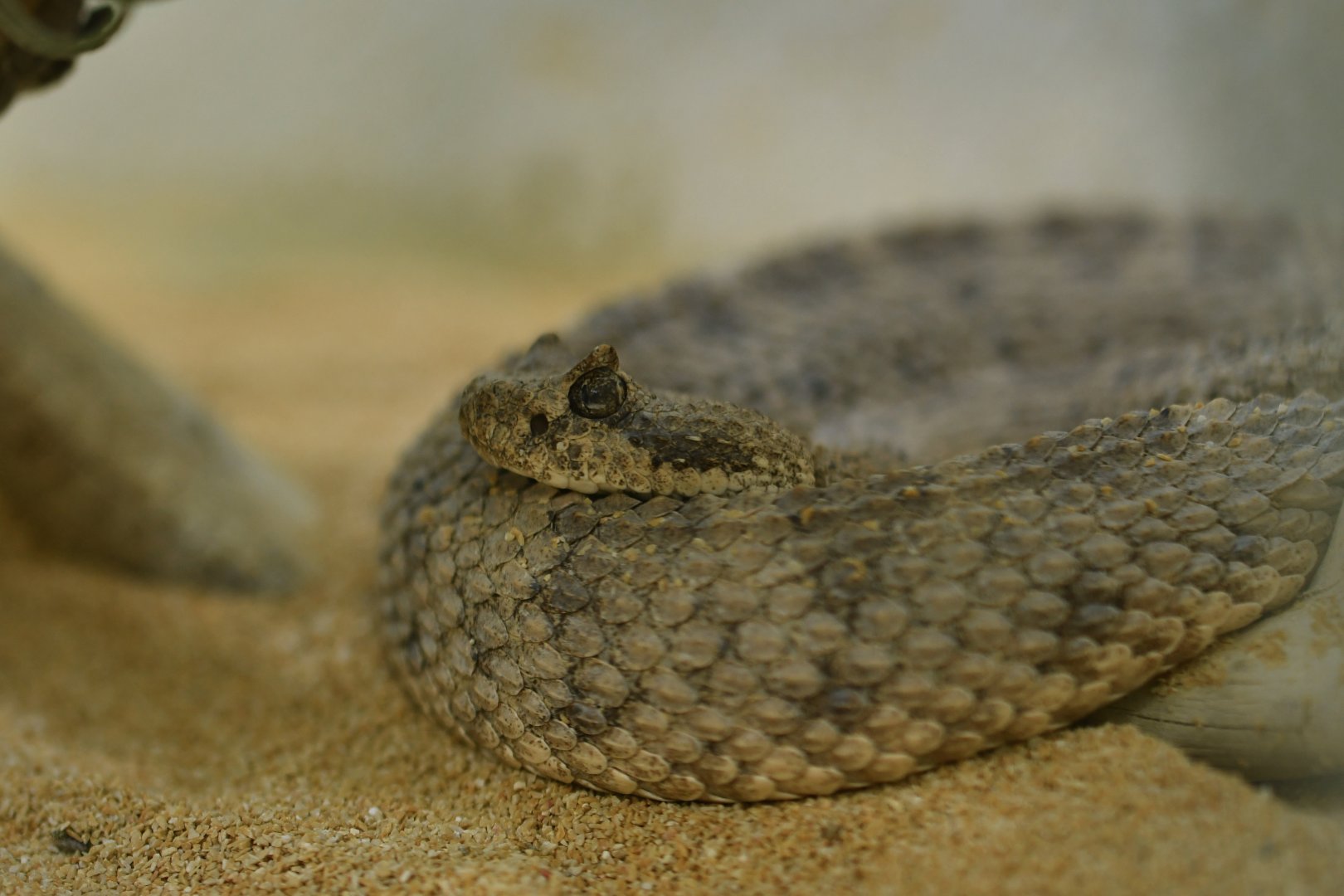 Crotalus cerastes
