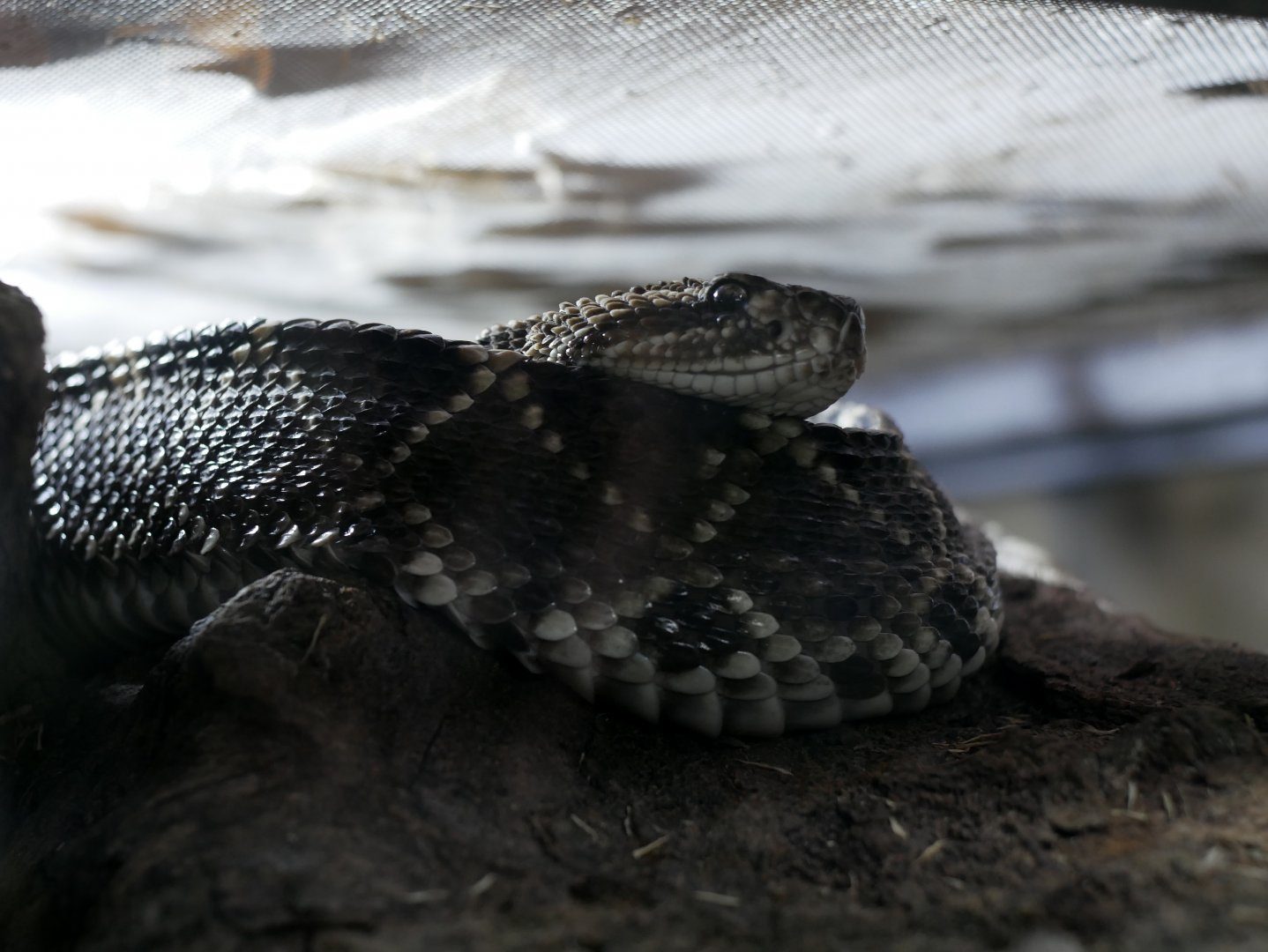 Crotalus durissus terrificus