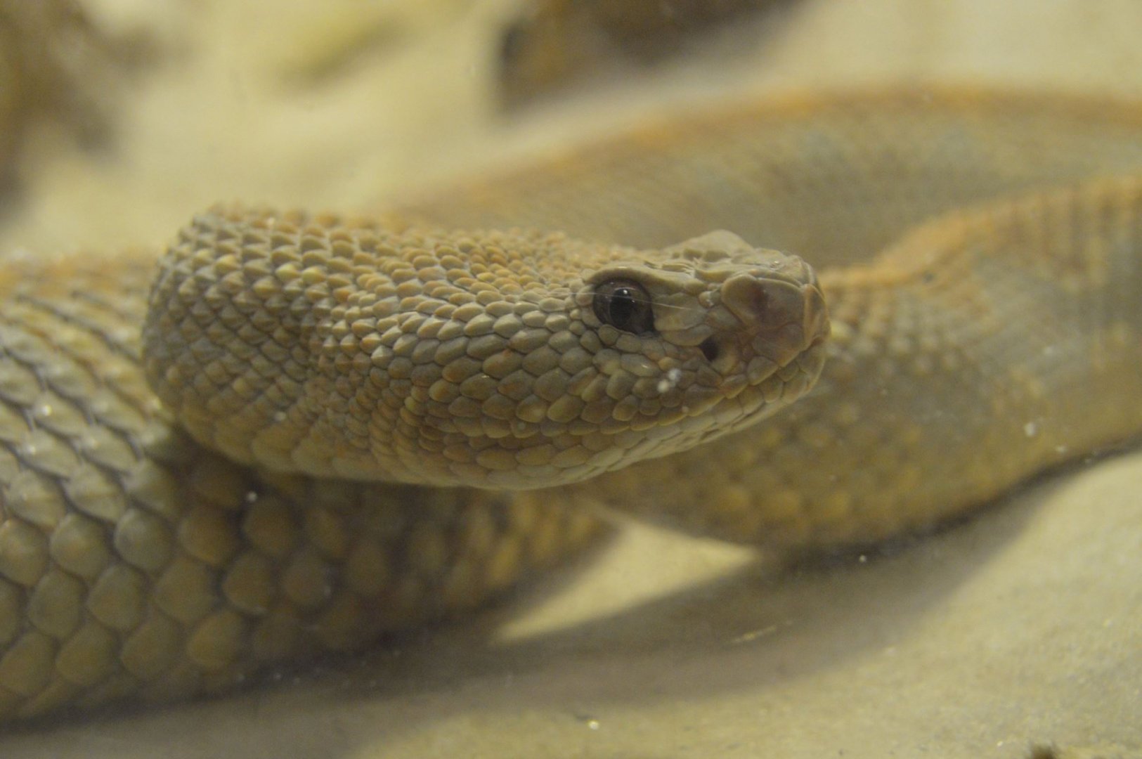 Crotalus durissus unicolor