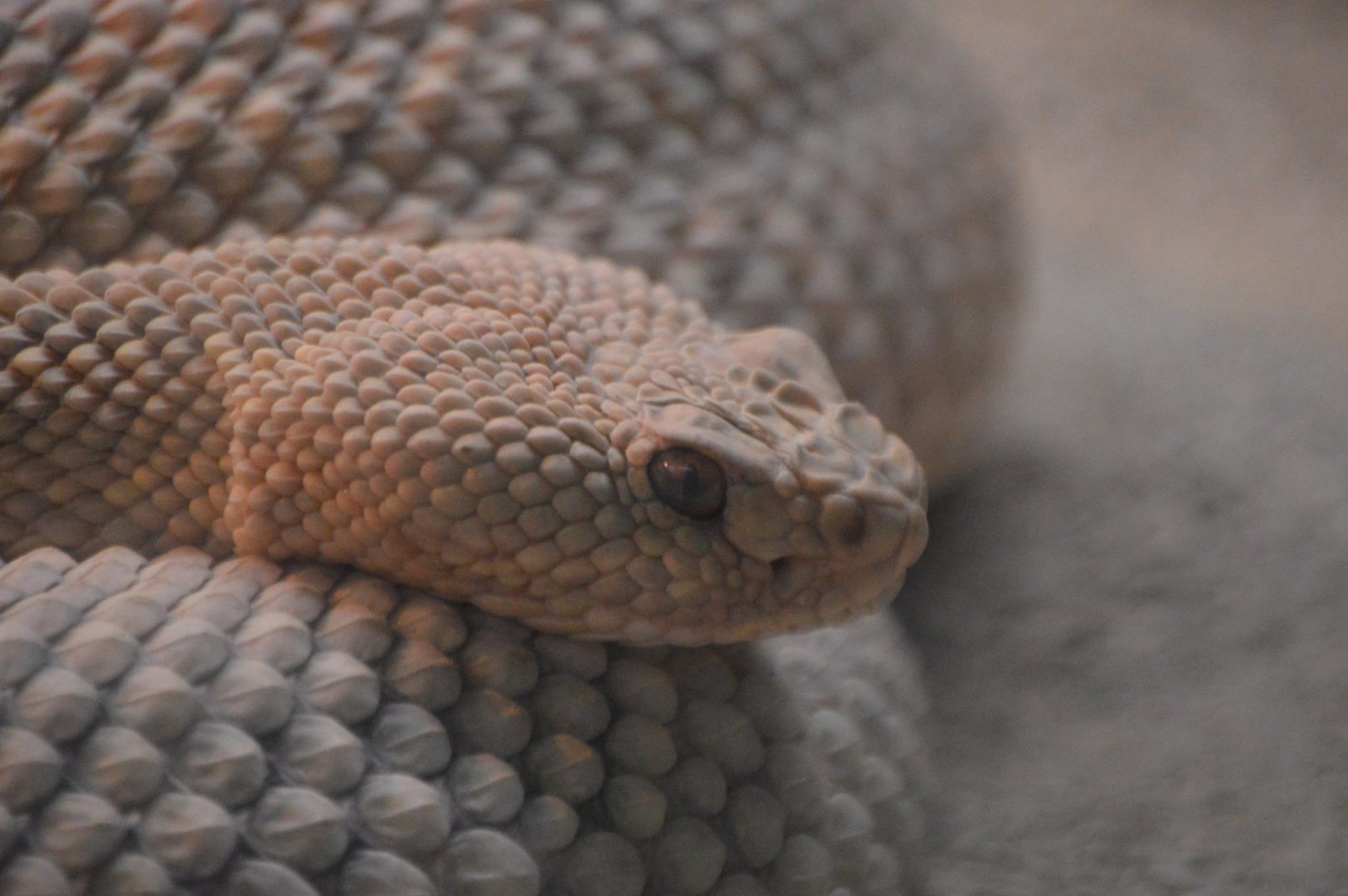 Crotalus durissus unicolor