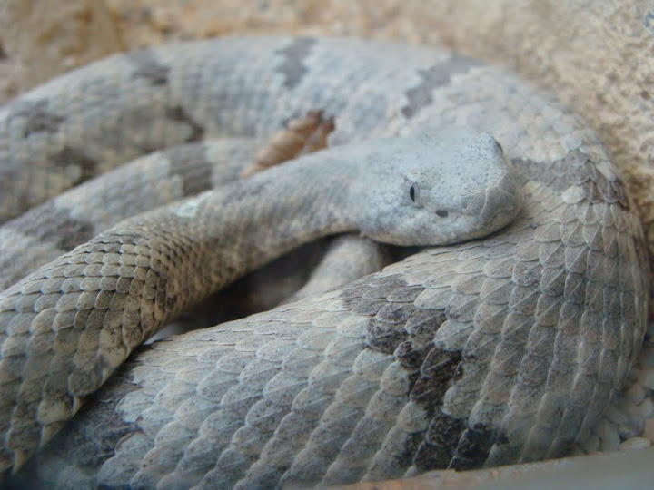 Crotalus enyo
