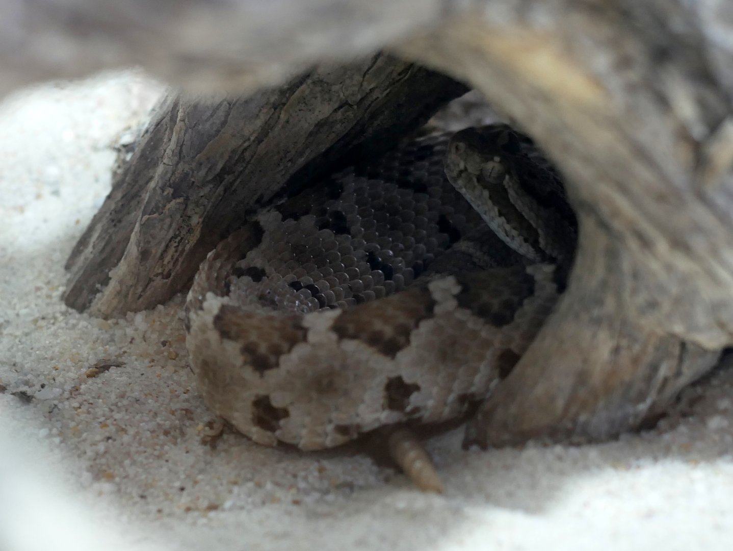Crotalus enyo