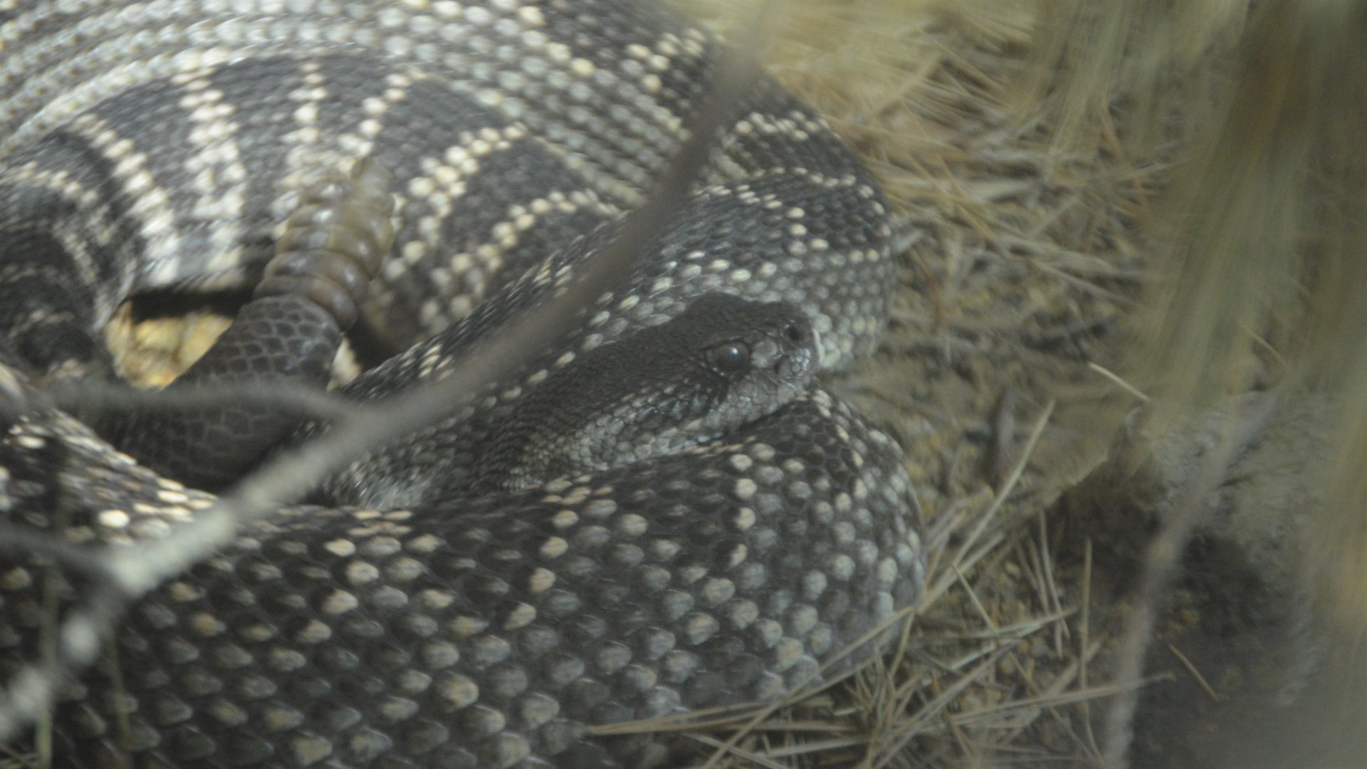Crotalus helleri