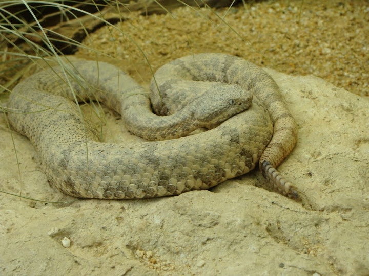 Crotalus l.lepido