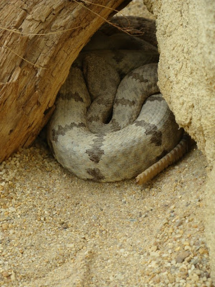 Crotalus lepidus klauberi