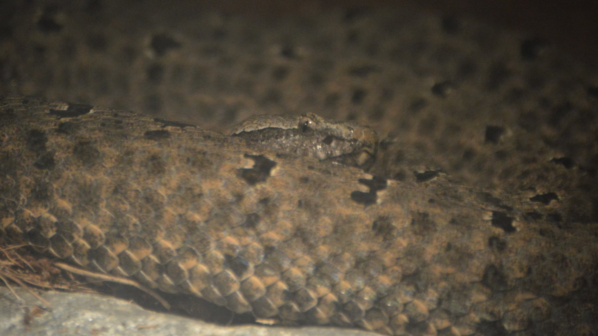 Crotalus lepidus maculosus