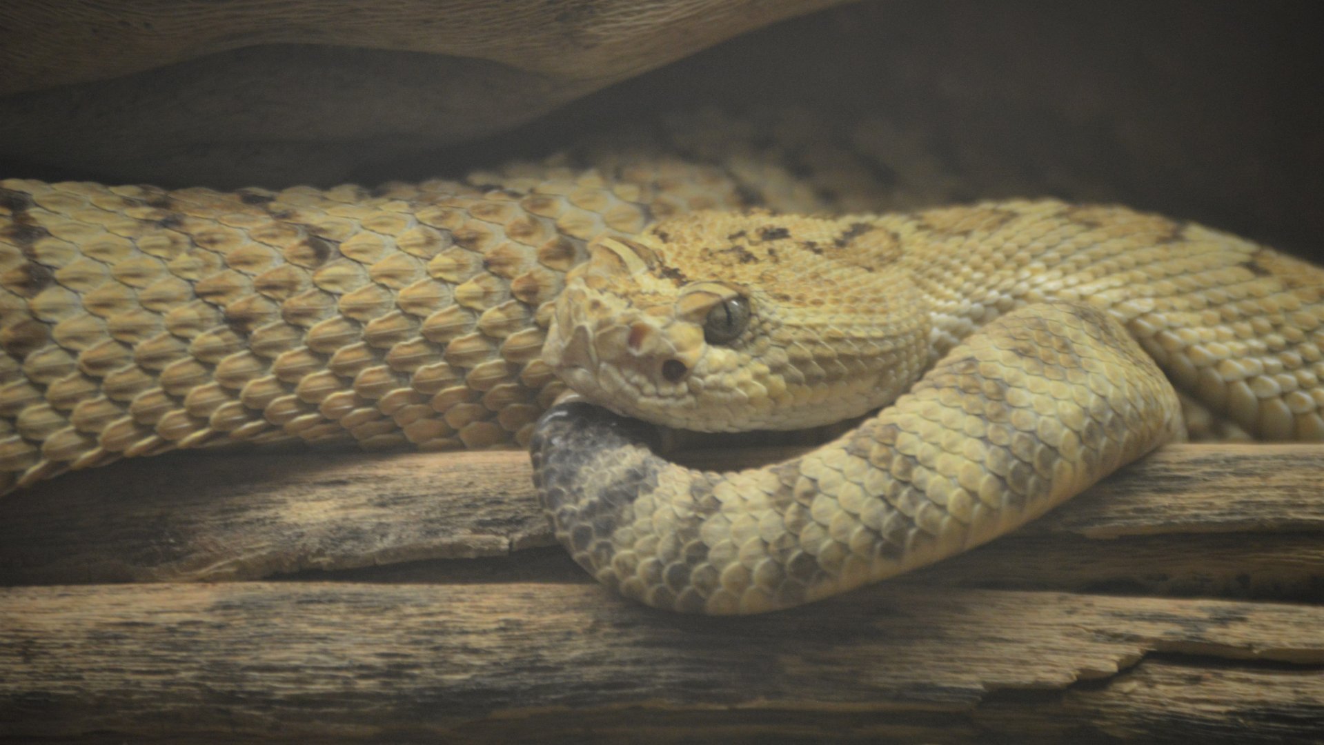 Crotalus lutosus