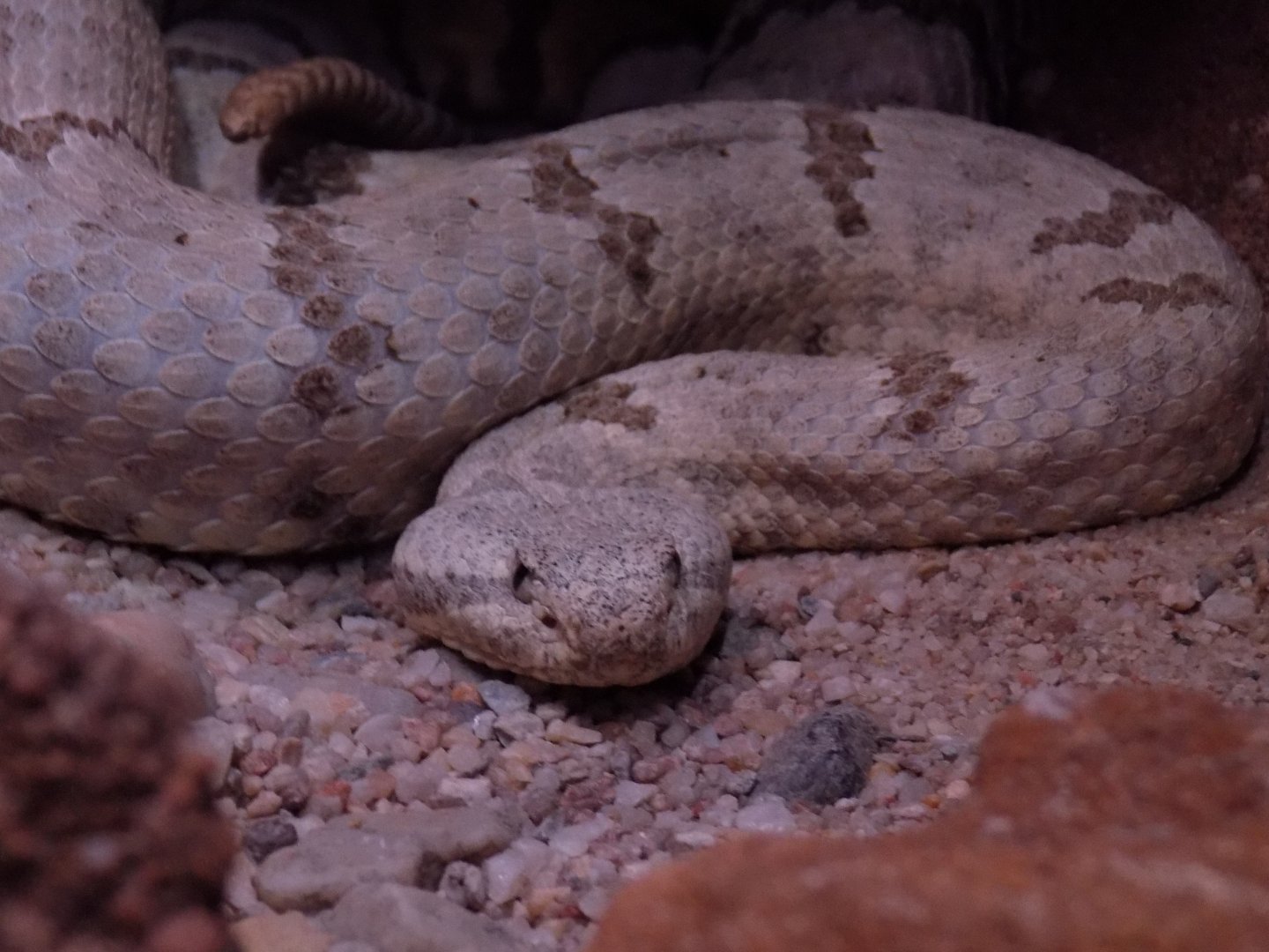 Crotalus mitchellii? - Terarum Praha 2016