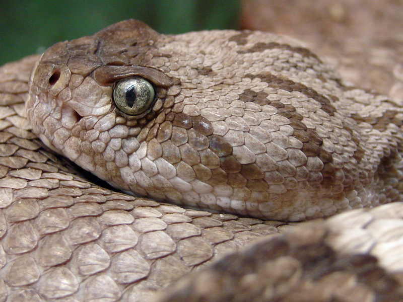 Crotalus molossus molossus / Black-tailed rattlesnake