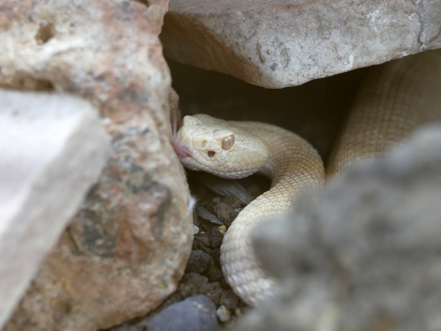 Crotalus oreganus - albino