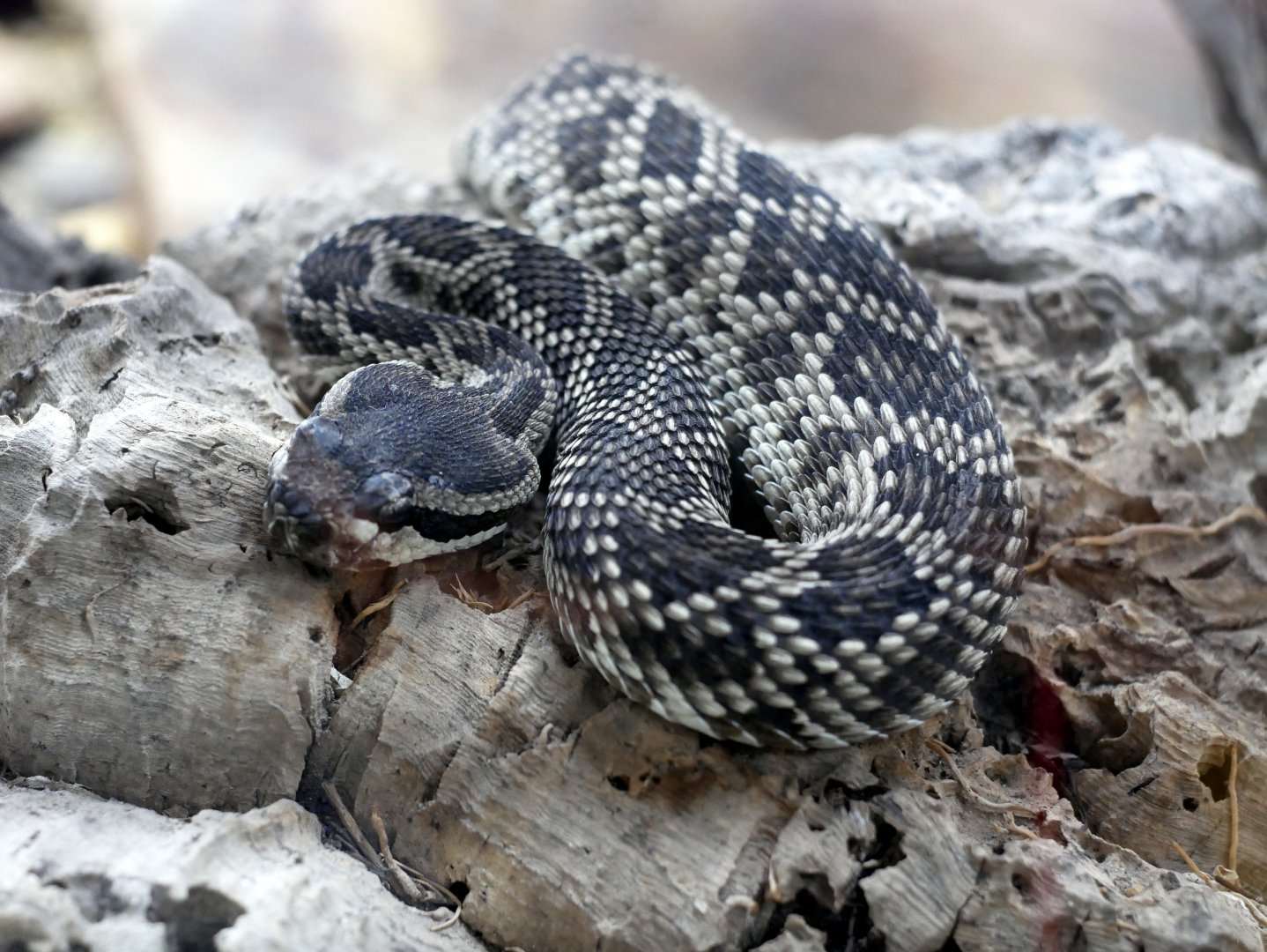 Crotalus oreganus