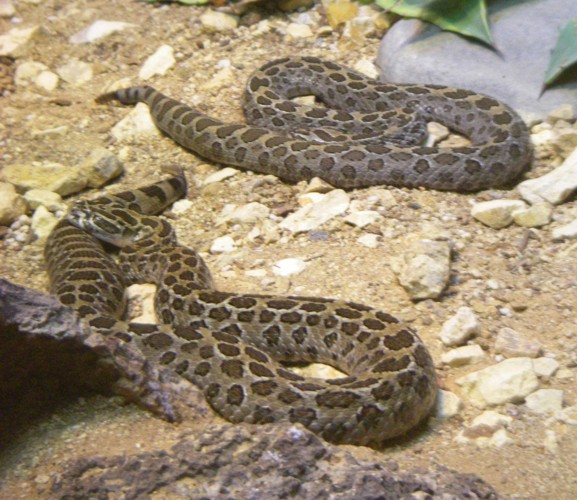 Crotalus polystictus