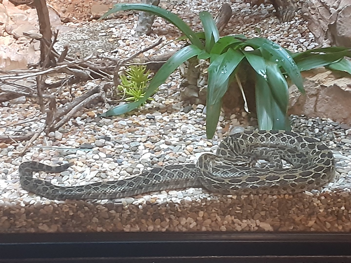 Crotalus polystictus