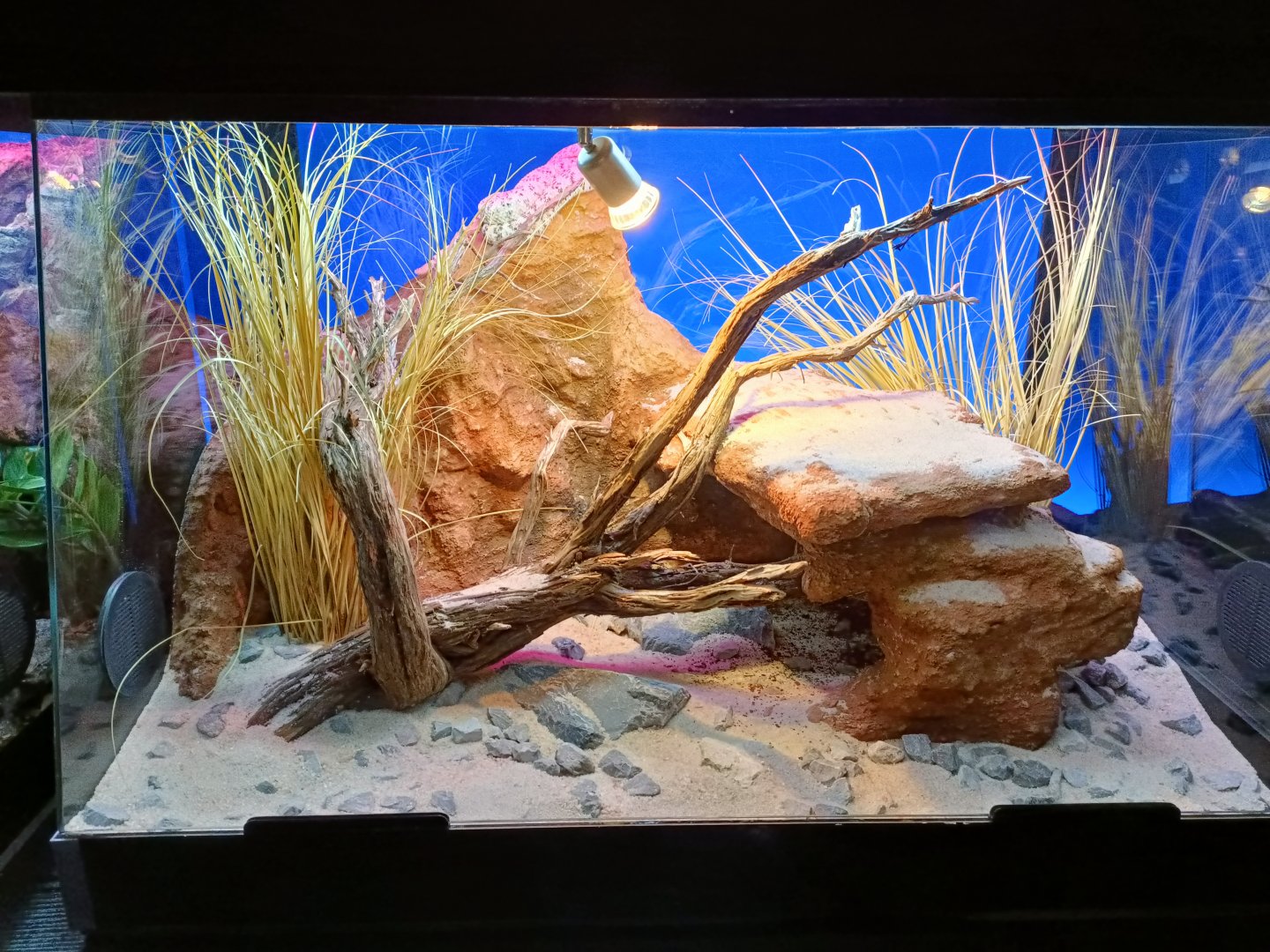 Crotalus pyrrhus exhibit - Bioparc Acuario de Gijón