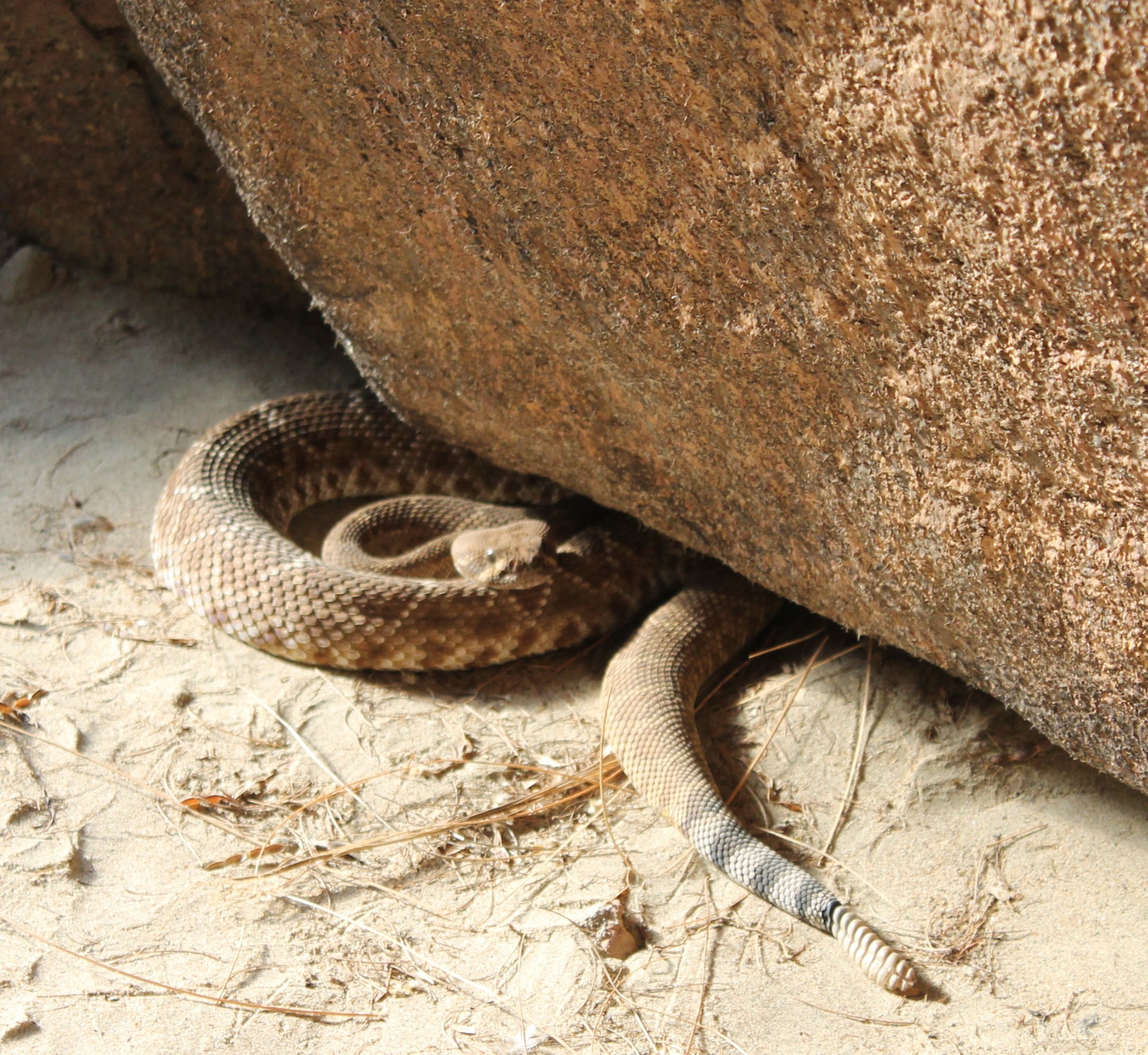 Crotalus Ruber