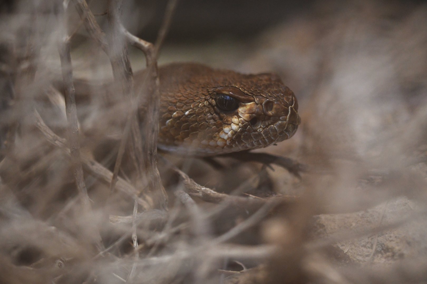 Crotalus ruber
