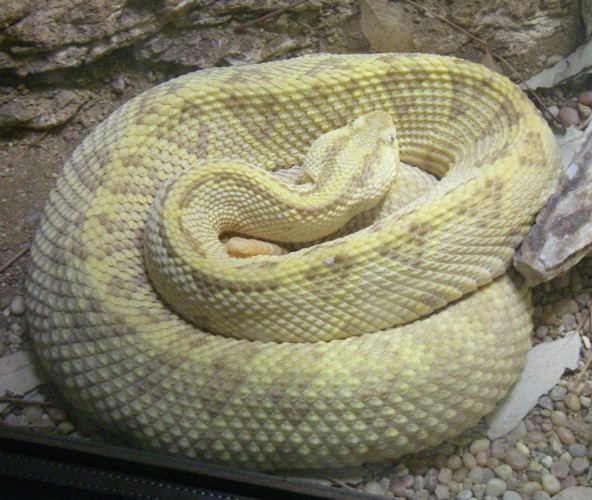 Crotalus simus culminatus