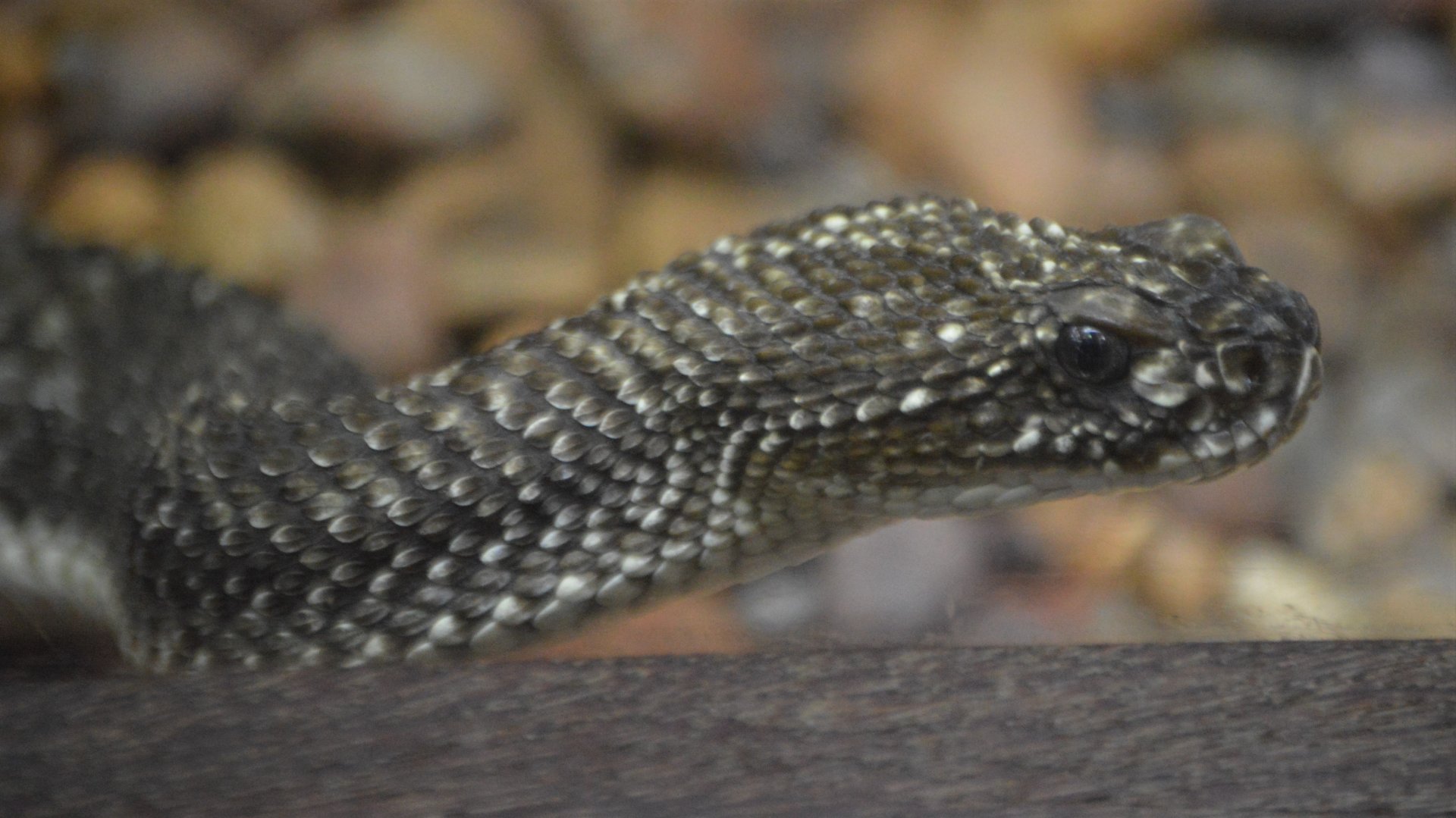 Crotalus vegrandis