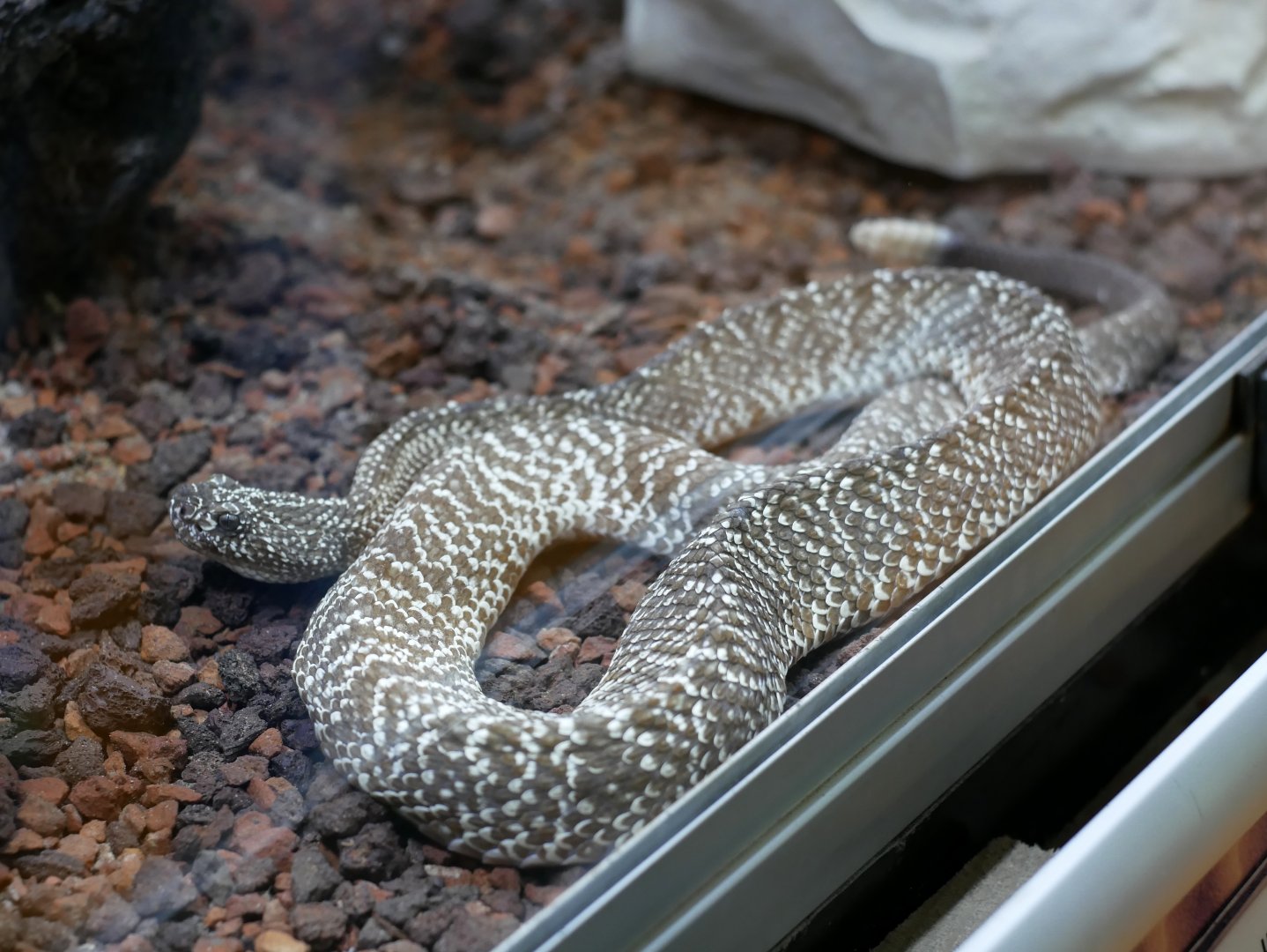 Crotalus vegrandis