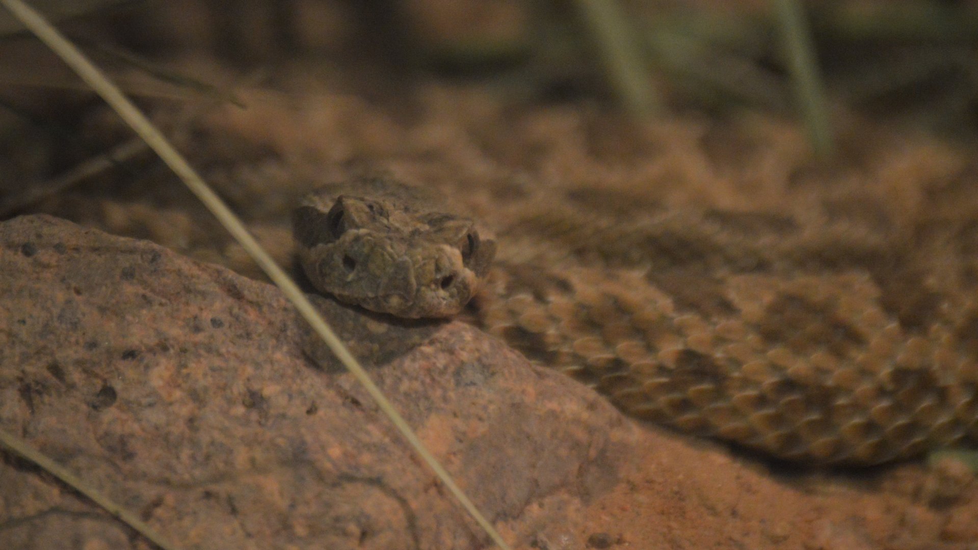 Crotalus viridis nuntius