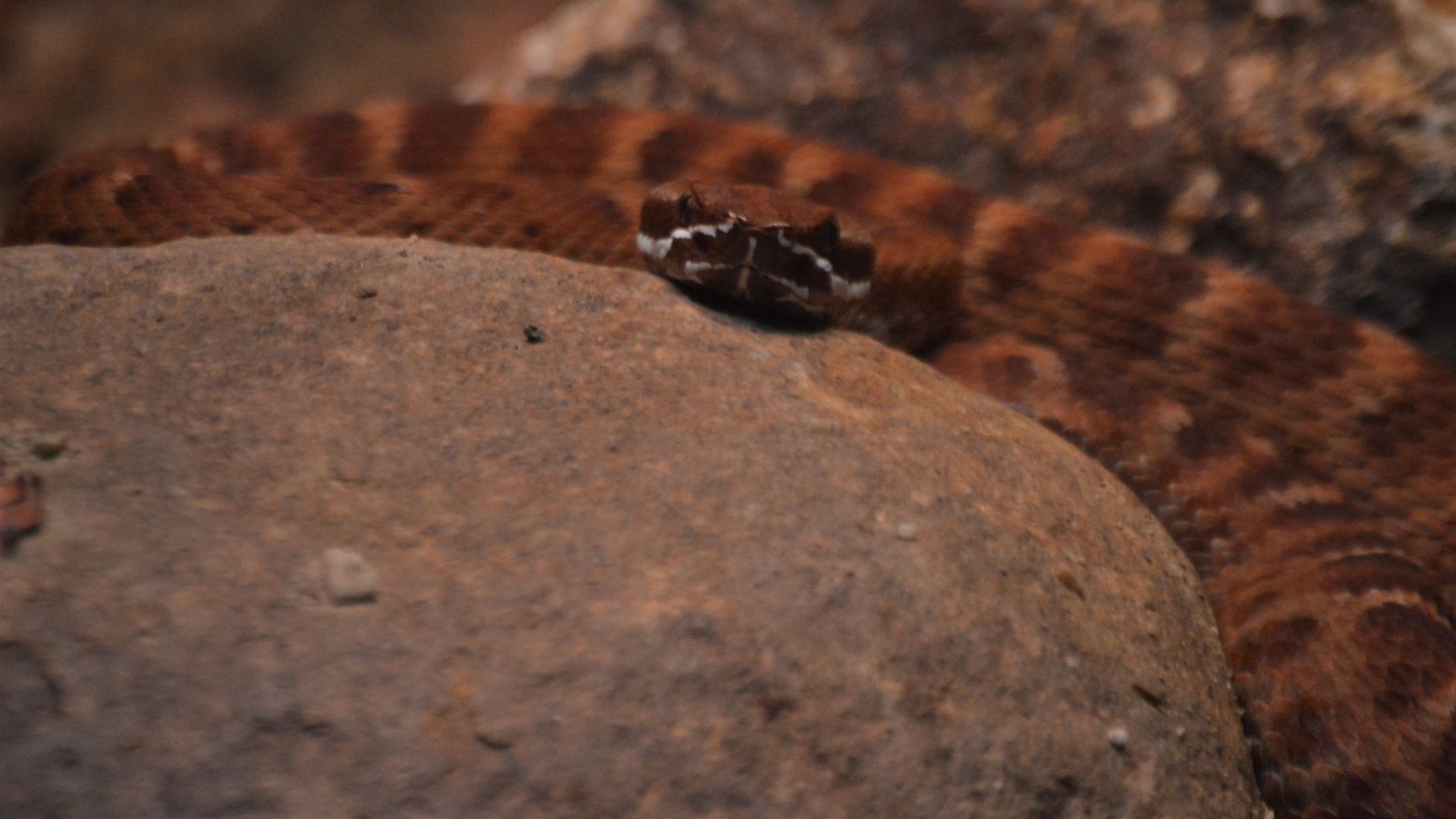 Crotalus willardi amabilis