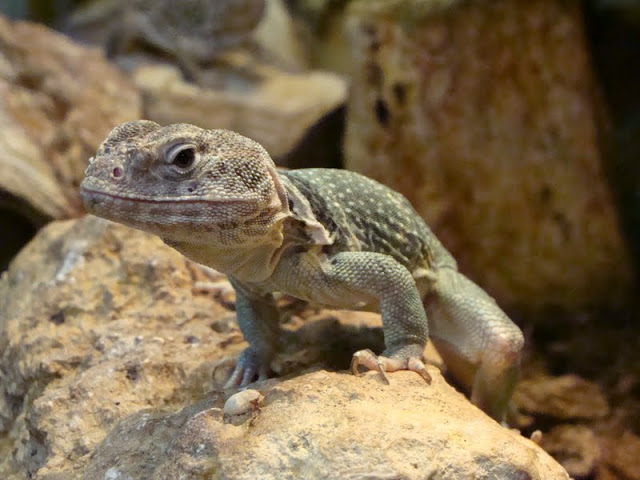 Crotaphytus collaris