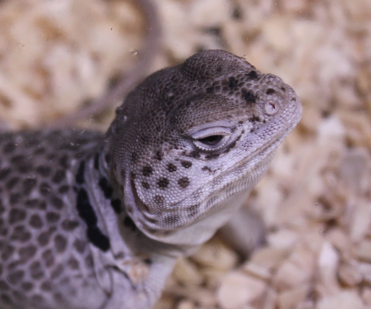 Crotaphytus collaris