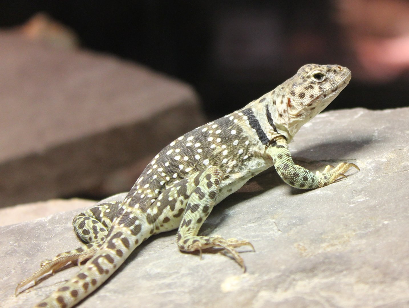 Crotaphytus collaris