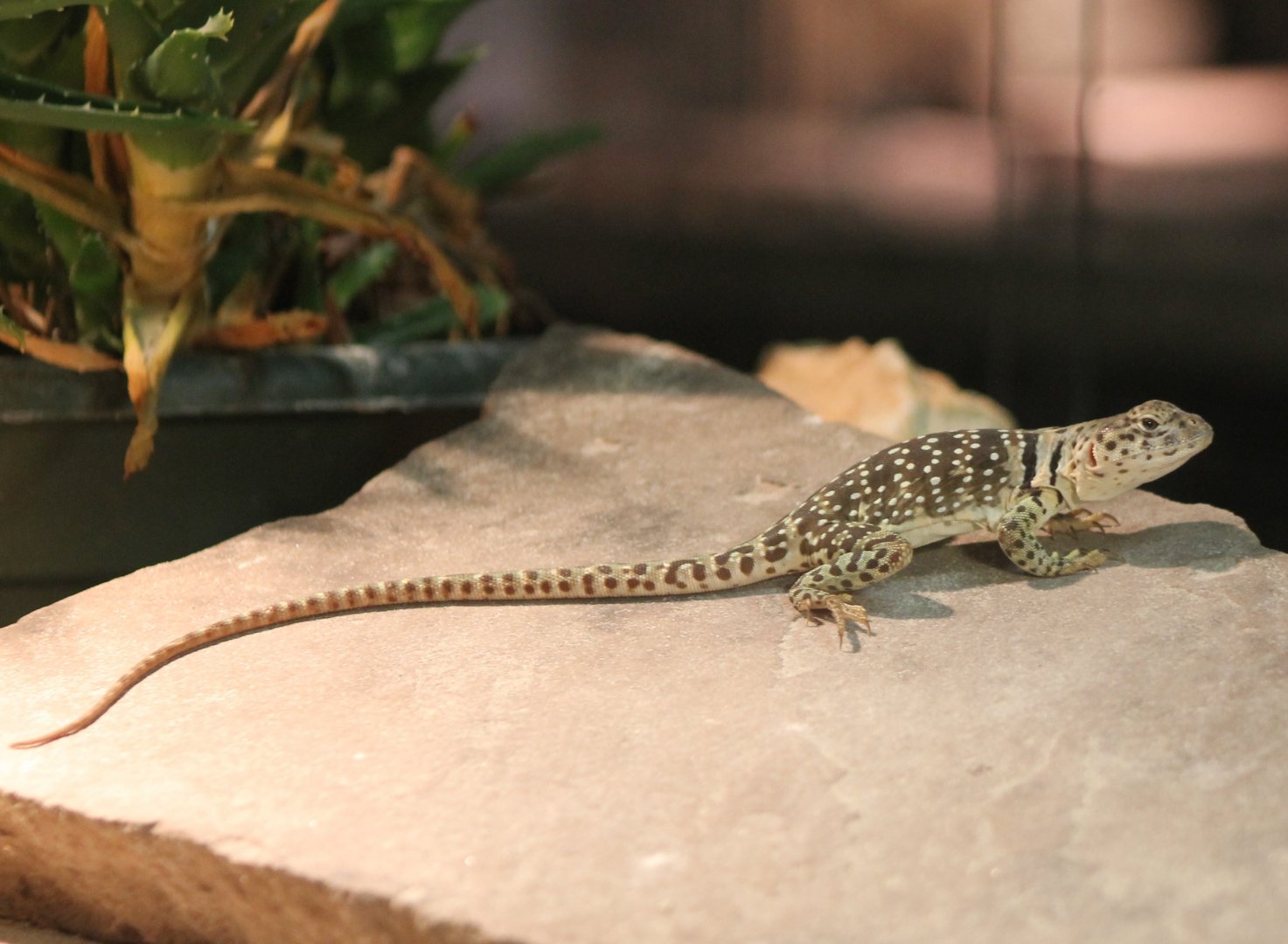 Crotaphytus collaris