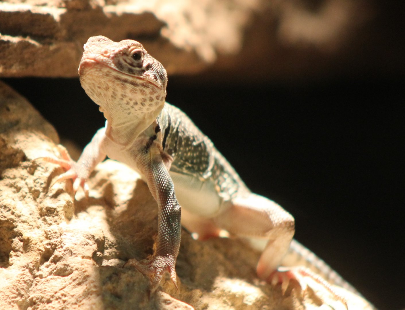 Crotaphytus collaris