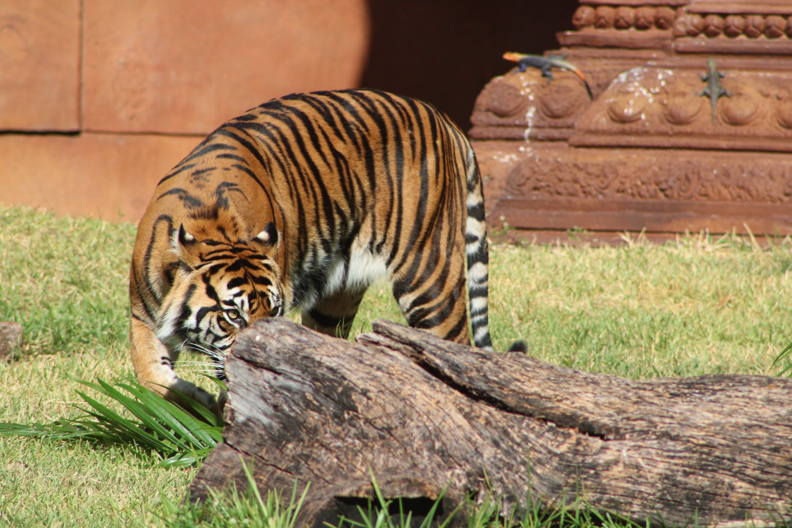 “Crouching Tiger, Hidden Dragons”