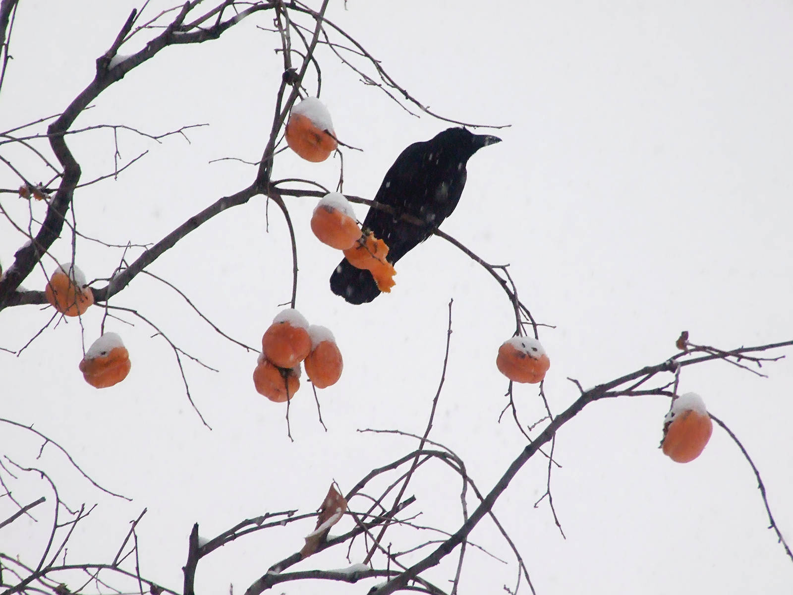 crow and persimmon
