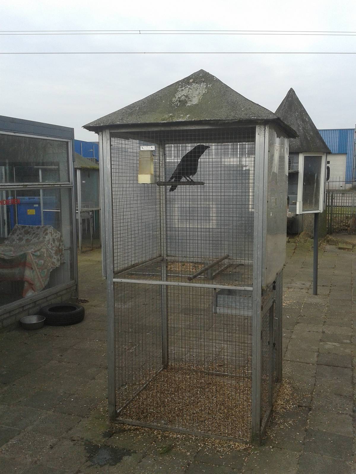crow-cage