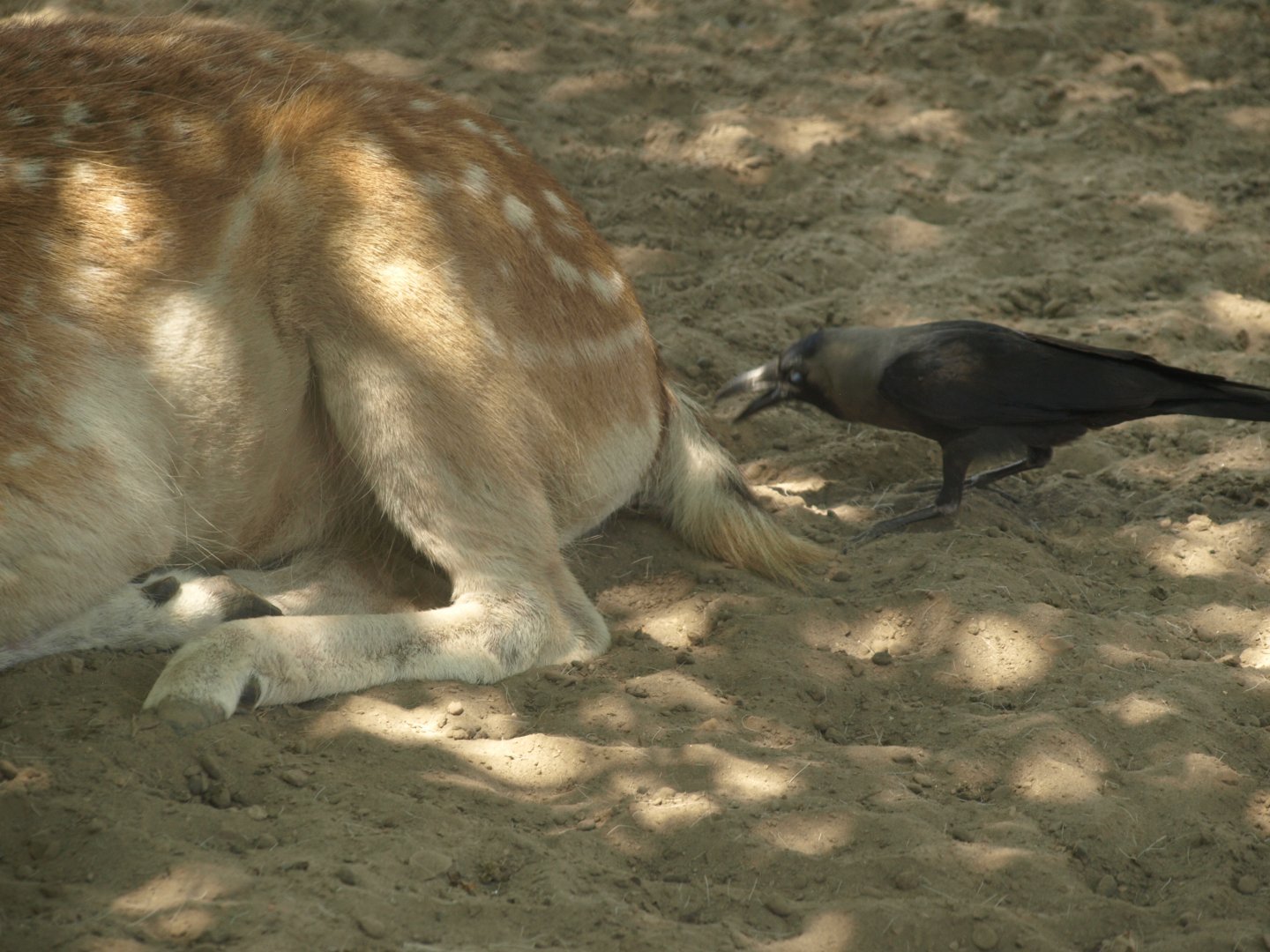 Crow feeding off fallow deer - Lahore zoo 8/4/2017