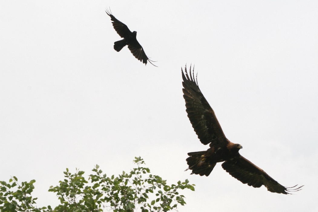 Crow Mobbing Golden Eagle