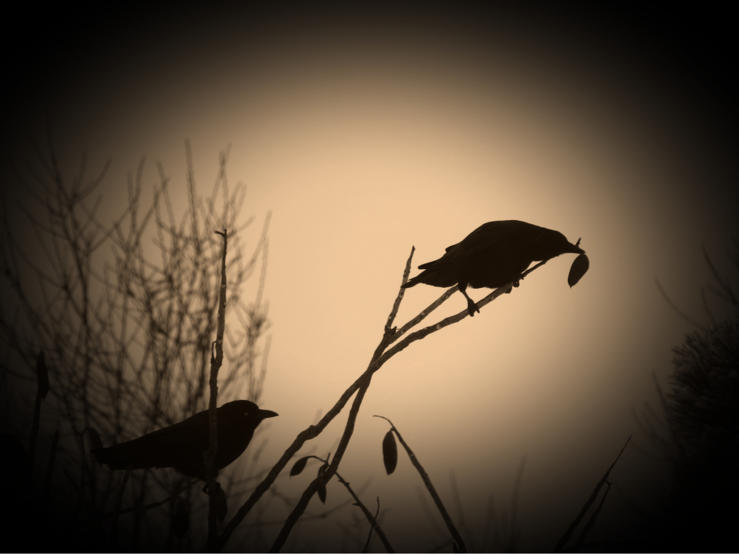 Crow Silhouette