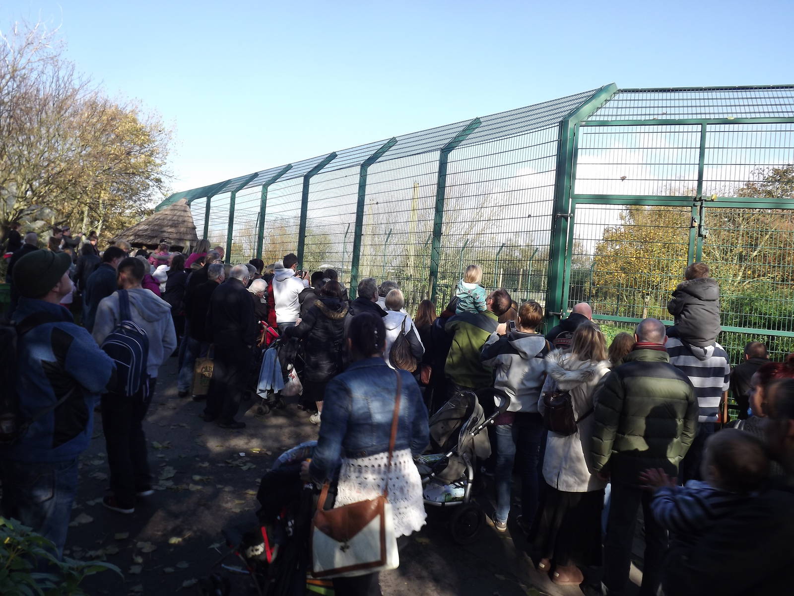 Crowd at big cat feeding at Blackpool zoo 16/10/11