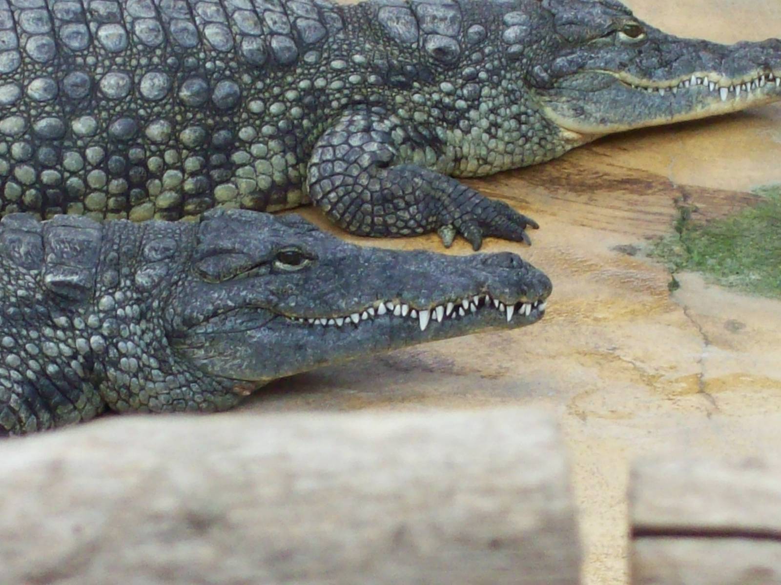 crowded alligator/crocodile house