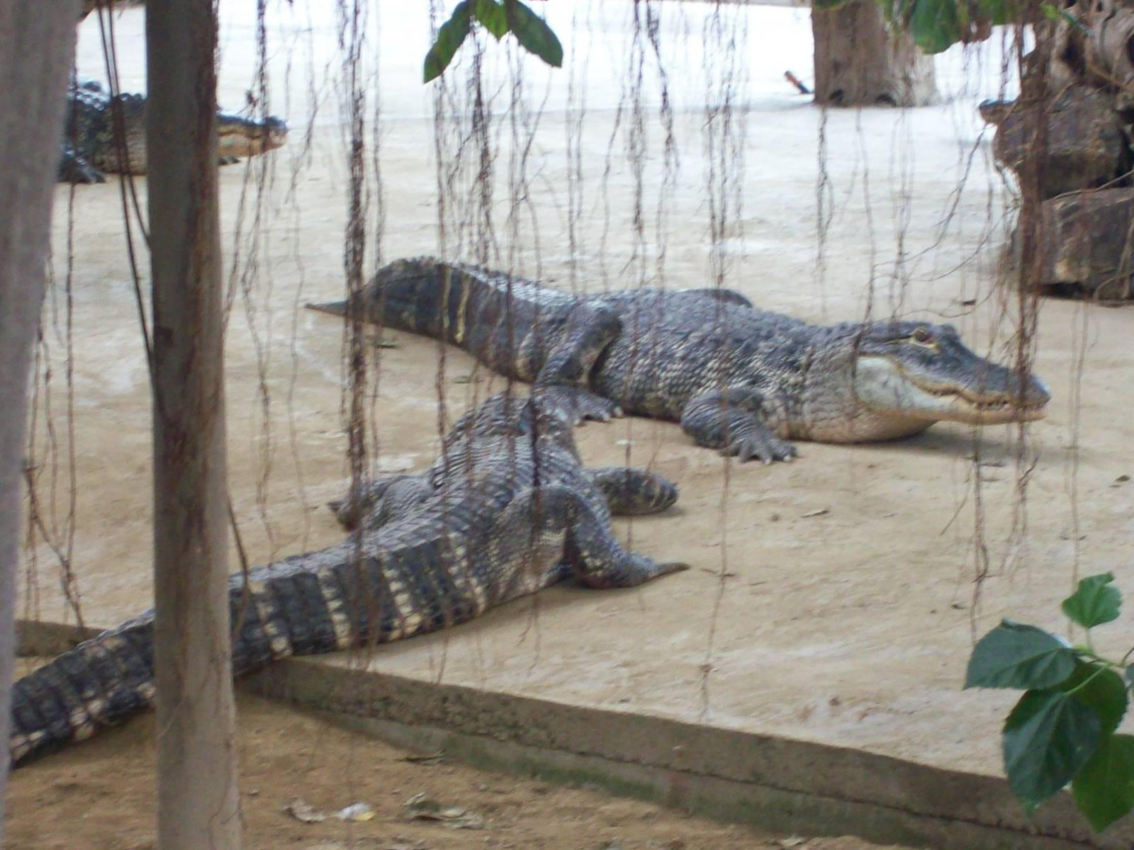 crowded alligator/crocodile house