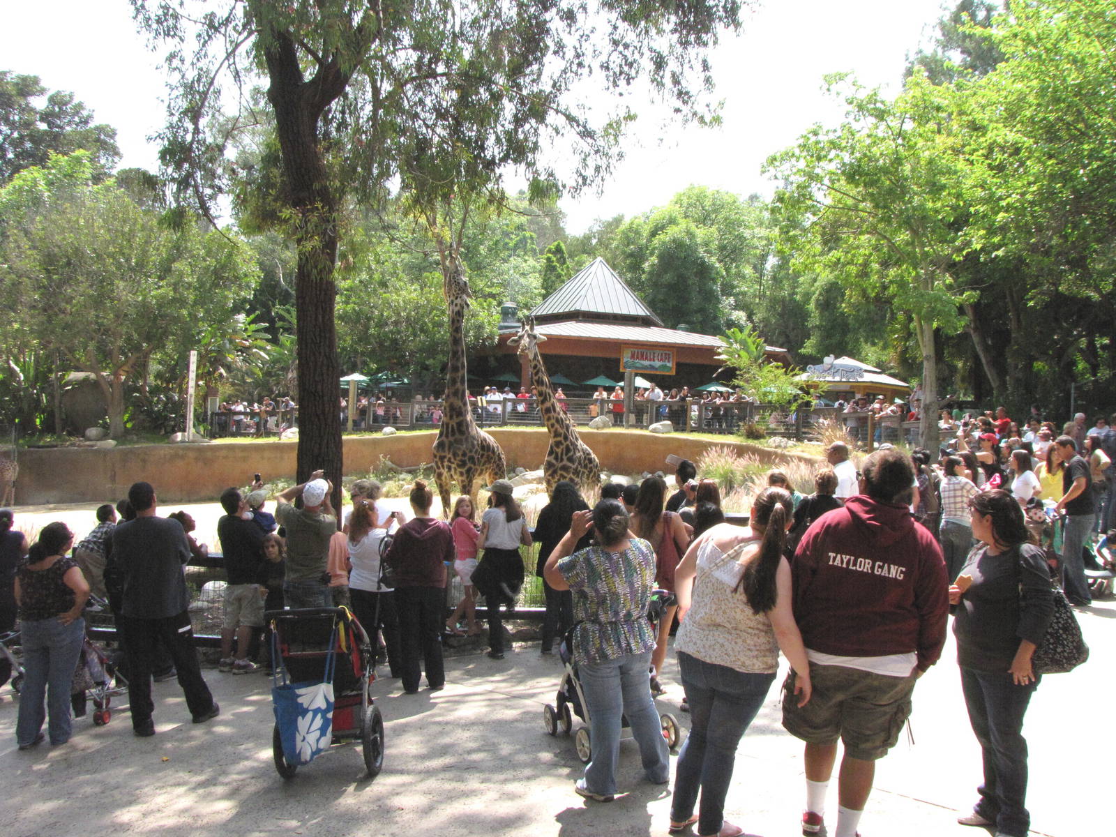 Crowded Masai Giraffe Viewing Area