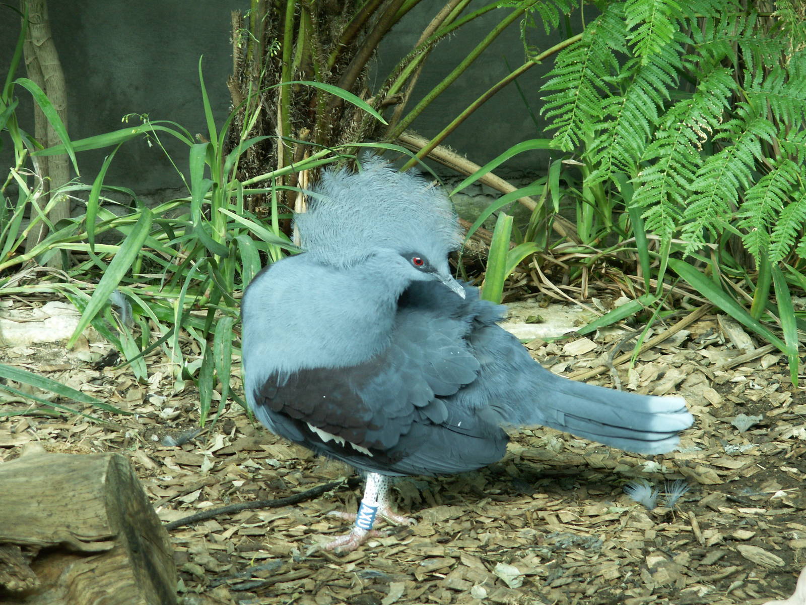 crowend pigeon