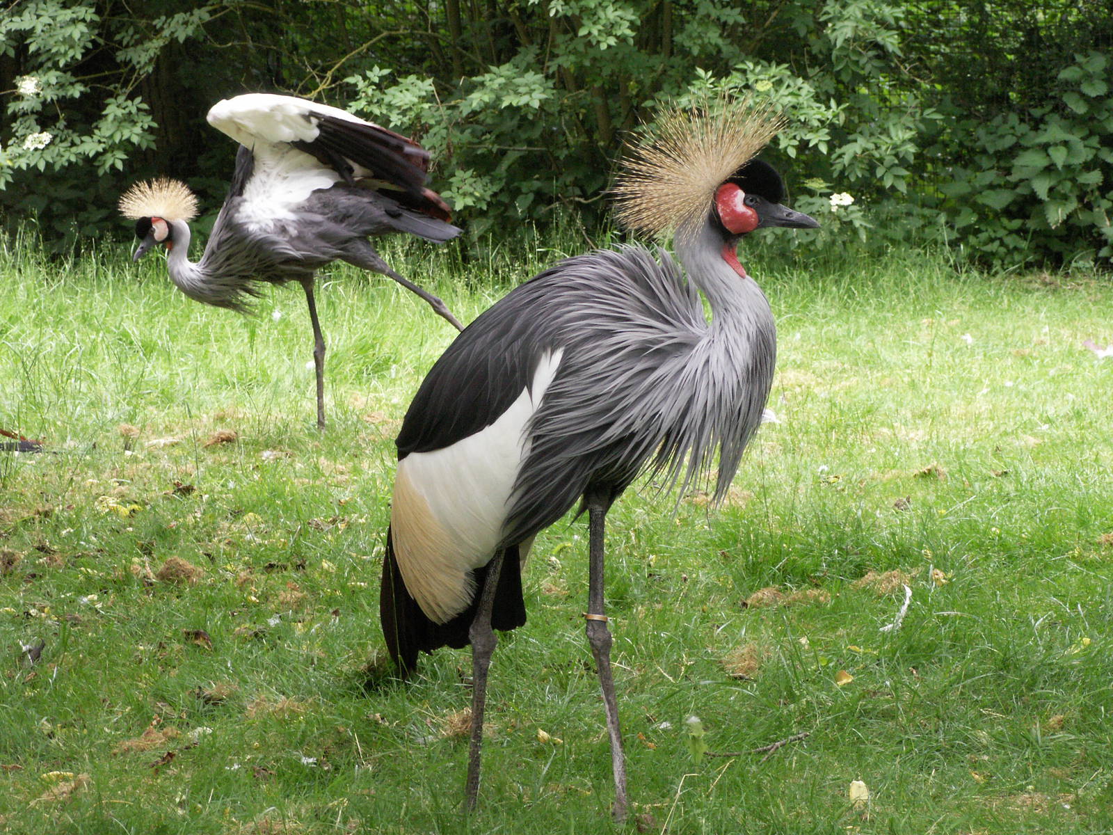 crown crane