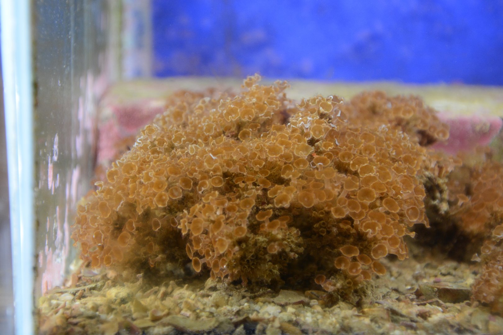 Crown jellyfish (Nausithoe racemosa)