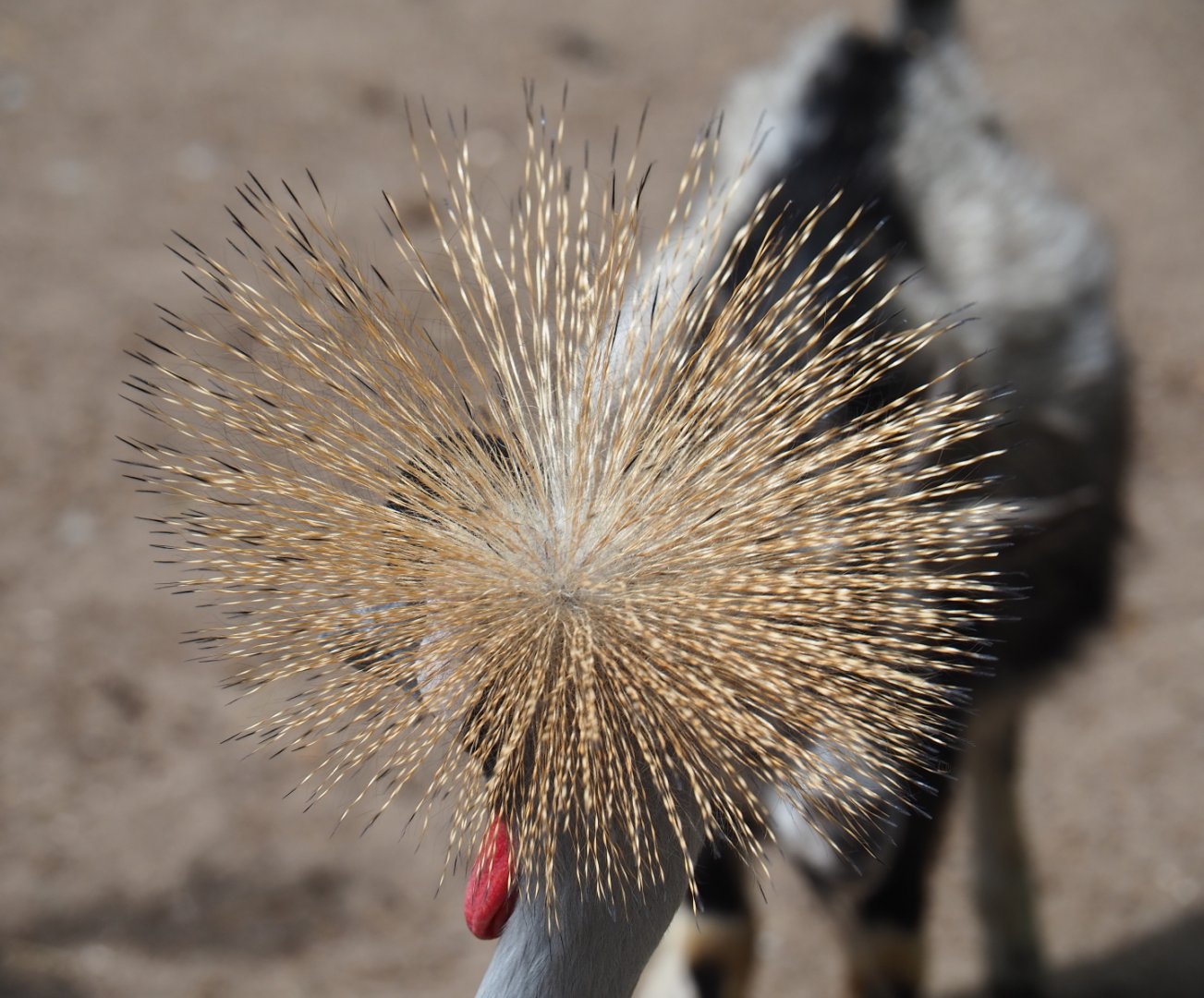 Crown of the Grey crowned crane (Balearica regulorum), 2019-05-25