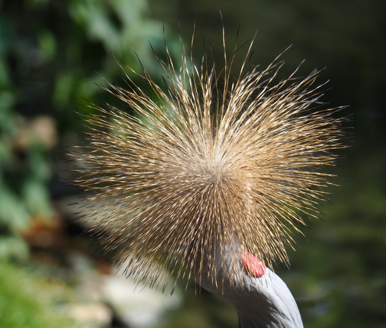 Crown of the grey crowned crane (Balearica regulorum), Aug 28th, 2018