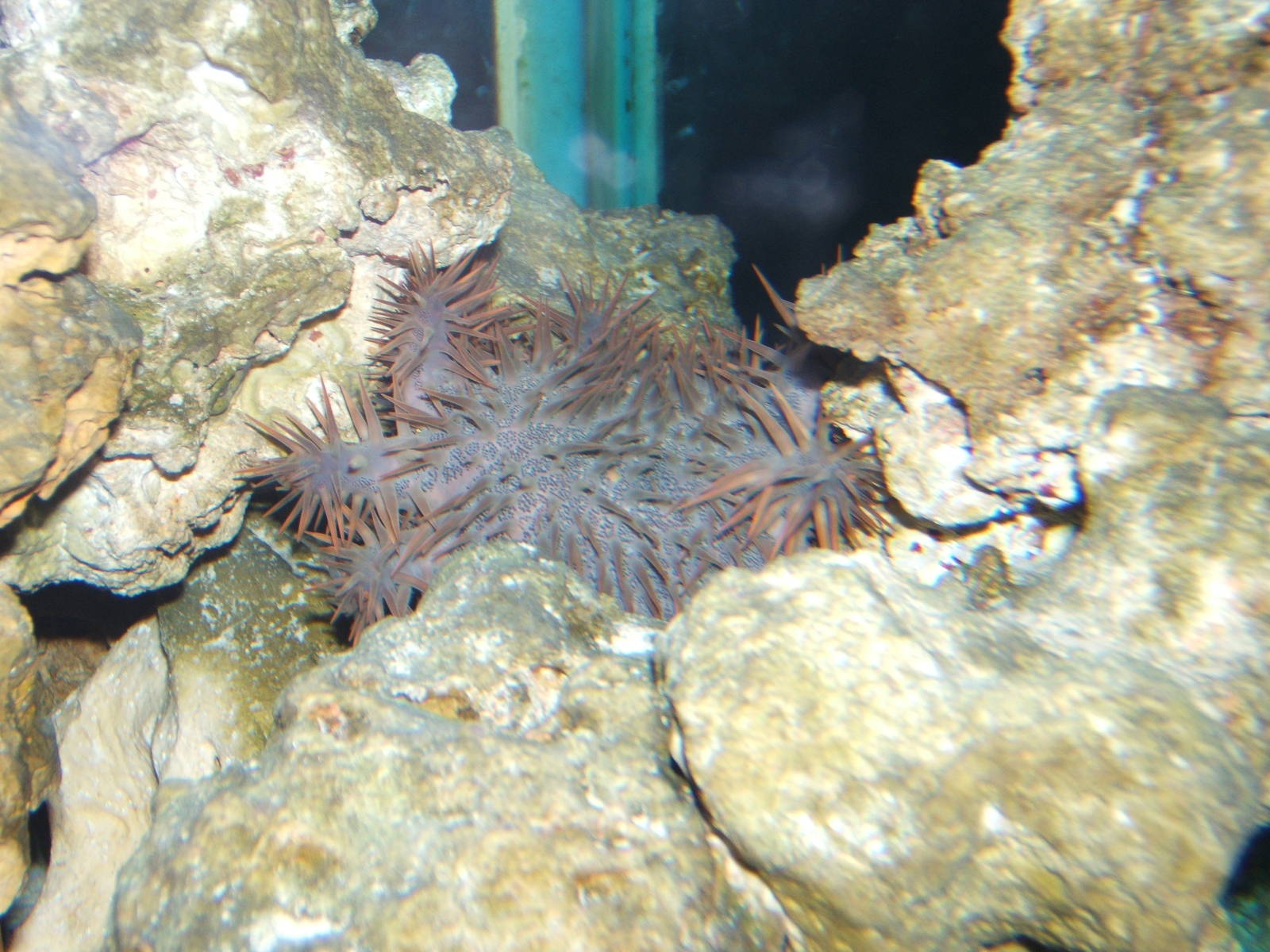 Crown of Thorn`s Starfish