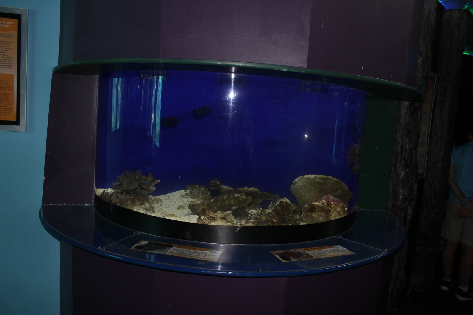 Crown-of-thornes Starfish tank