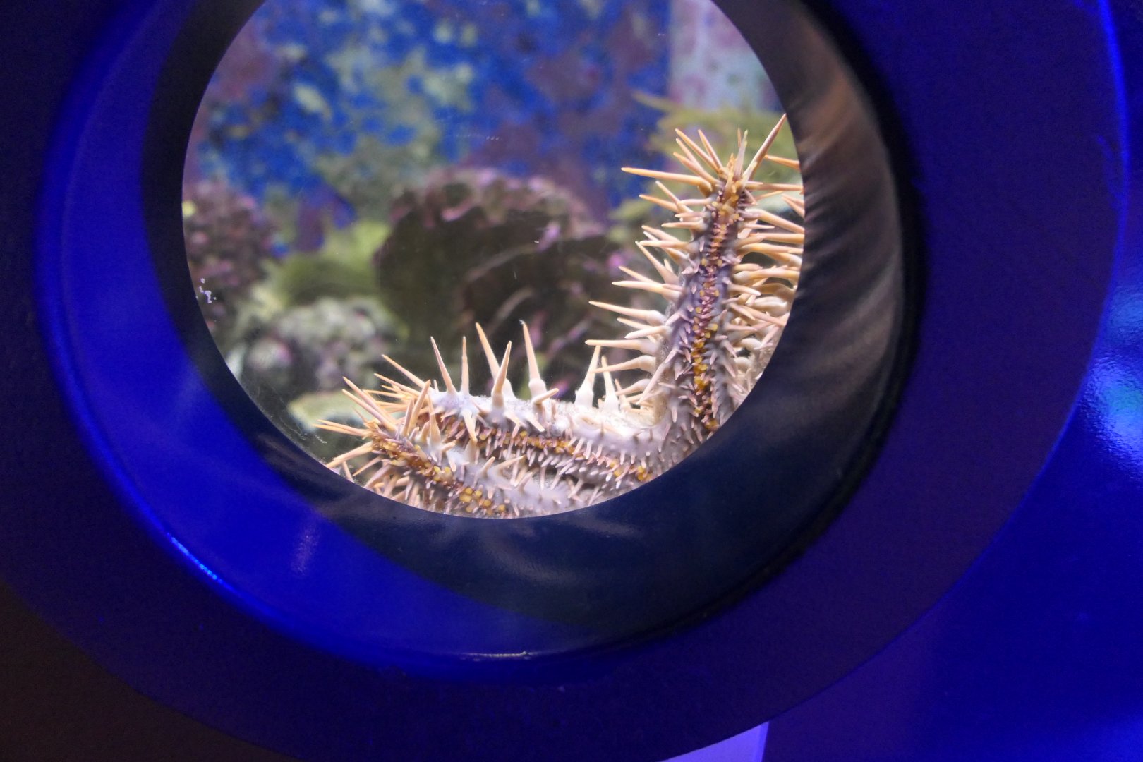 Crown-of-thorns Seastar (Acanthaster sp.) - Uozu Aquarium