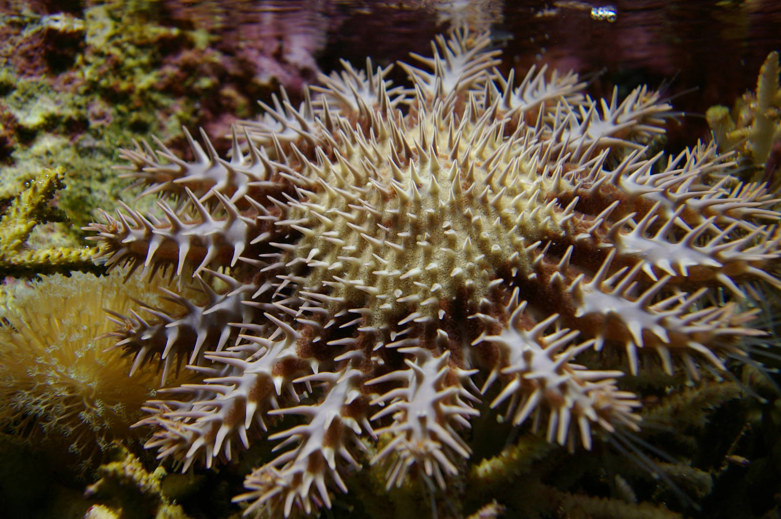 crown of thorns starfish (Acanthaster planci)