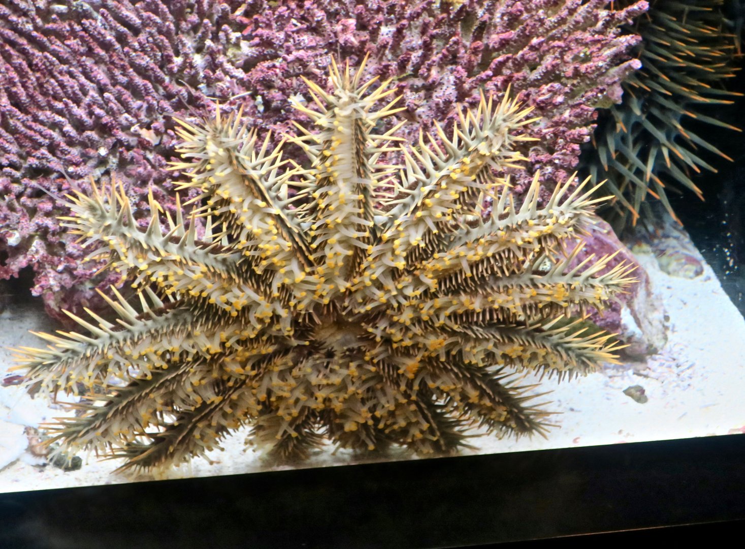 Crown-of-Thorns Starfish (Acanthaster planci)